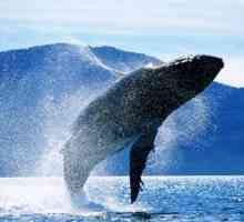 Modrá veľryba: veľkosť, dĺžka a hmotnosť