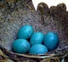 Modré vajcia. Ktoré vtáky nesú modré vajcia