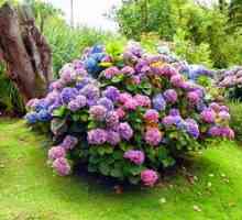Hortensia druhy a odrody pre ruské záhrady
