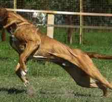 Strašný rytier v plese psov - Mastiff Phil Brazilian