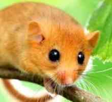 Rozmnožovanie hlodavcov: všeobecné charakteristiky zvierat a druhov týchto myší