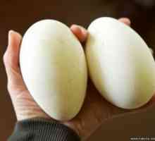 Husacie vajcia: výhody a škody, náklady