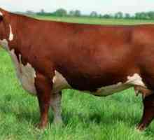 Charakteristika plemena kráv v Hereforde