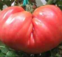 Charakteristika a opis "rožného obra" odrôd rajčiakov