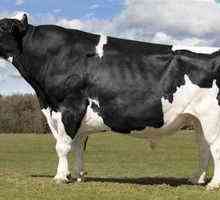 Charakteristiky a charakteristiky holštajnských kráv