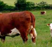 Charakteristika kráv v Hereforde