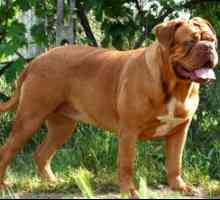 Charakteristika plemena Bordeaux pes alebo mastiff francúzsky