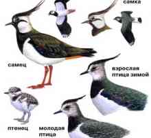 Charakteristika chibi vtákov, tučniakov