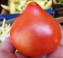 Charakteristika odrôd rajčiakov `prima donna`, popis rajčiakov