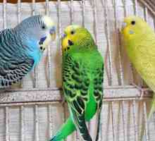 Charakteristiky a nuansy spievajúcich vlnitých papagájov