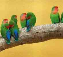 Charakteristika, vlastnosti plemien papagája a názov druhov papagájov