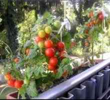 Charakteristika paradajkového "balkónového zázraku" a ich fotografií