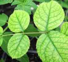 Chloróza v rastlinách: aké ochorenie a ako sa liečiť