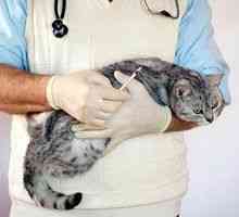 Idiopatická cystitída u mačiek: liečba cystitídy u mačiek