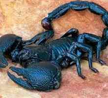 Imperial Scorpion: Vlastnosti životného cyklu