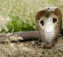Indická okuliarová kobra: vlastnosti správania, popis