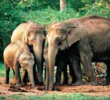 Indický alebo ázijský slon: charakteristika druhu