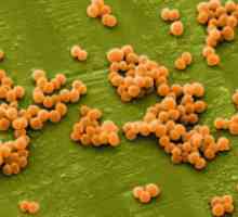 Staphylococcus aureus infekcia v krku, príčiny a príznaky