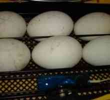 Inkubácia husacích vajíčok doma