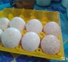 Inkubácia moriakových vajec doma
