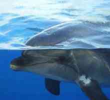 Zaujímavé informácie: ako delfíni spávajú a dýchajú?