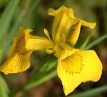 Iris bažina: výsadba a starostlivosť, charakteristiky rastlín