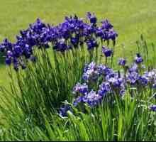 Iris sibirica: výsadba a starostlivosť