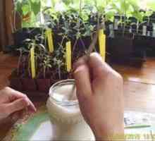 Použitie kvasníc na sadenie na hnojenie: recenzie