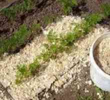 Použitie pilín na záhradu: spôsoby použitia, výhody a škody