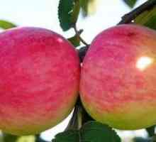Apple Tree: Popis a starostlivosť o odrody