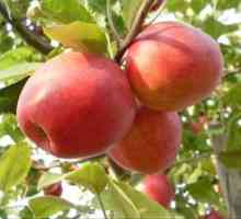 Jablkový korenie šafrán: opis odrody