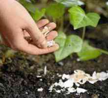 Vajcia vo forme hnojiva pre záhradu alebo záhradnú kuchyňu