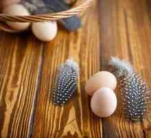 Vajcia z morských vtákov: vlastnosti, výhody a poškodenie, aplikácia