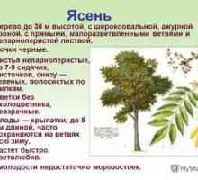 Popol obyčajný fraxinus excelsior: popis rastliny