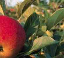 Efektívne metódy boja proti jablkovému kvetu