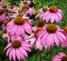 Echinacea: výsadba a starostlivosť o trvalé rastliny