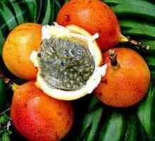 Exotické ovocie granadilla: popis a užitočné vlastnosti