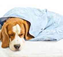 Enteritida u psov: príznaky a liečba