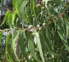 Eukalyptus: popis stromu, rast, užitočné vlastnosti