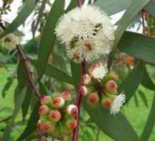 Eukalyptus - liek na kašeľ. Aplikácia a liečivé vlastnosti