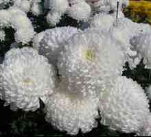 Čo dávajú biele, žlté a iné chryzantémy