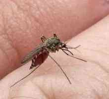 Čo komáre môžu snívať o snívanie
