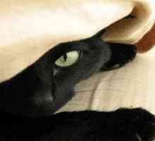 Čo sníša čierna mačka, čo to znamená vidieť vo sne