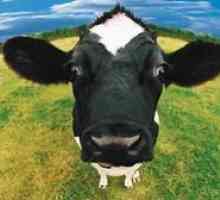 Čo robí sen o kravách - čo hovoria populárne sny o knihách?