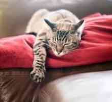 O čom snášali mačky: interpretácia snov