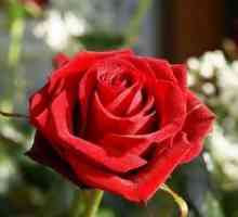 Prečo snívam červené, biele alebo ružové ruže?
