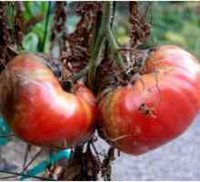 Ako sa vysporiadať s phytophthorou na paradajkách