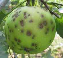 Ako sa vysporiadať s chrastavom na jablone a iných ovocných stromoch