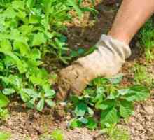 Ako sa rýchlo zbaviť buriny v záhrade a zničiť trávu