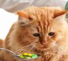 Ako dať mačke tabletu červov: spôsoby, opatrenia
